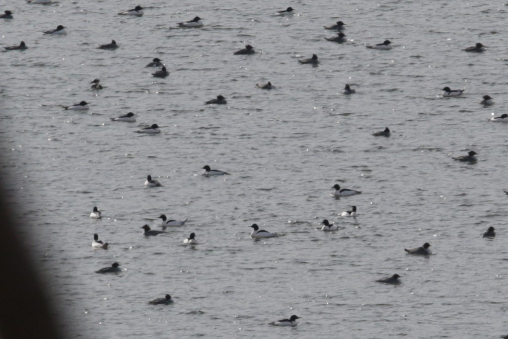 Хумхин бохио - ML210154941