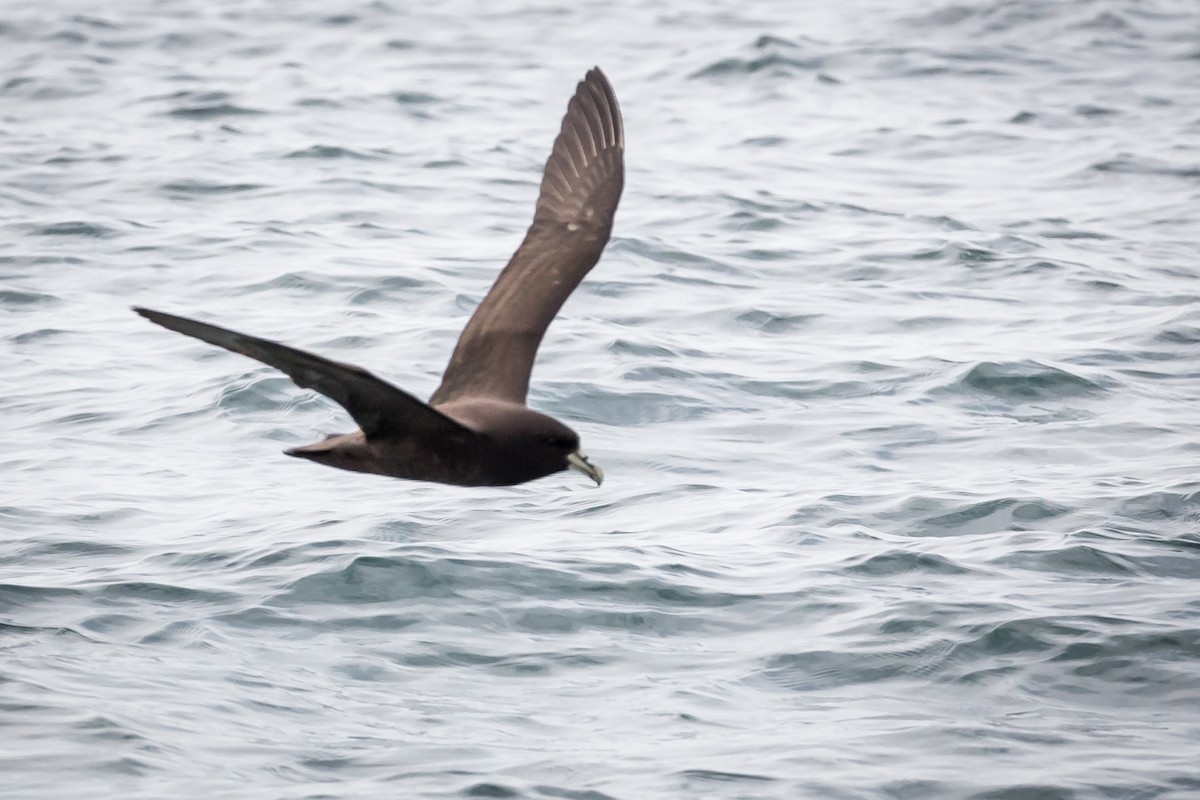 White-chinned Petrel - ML210156401