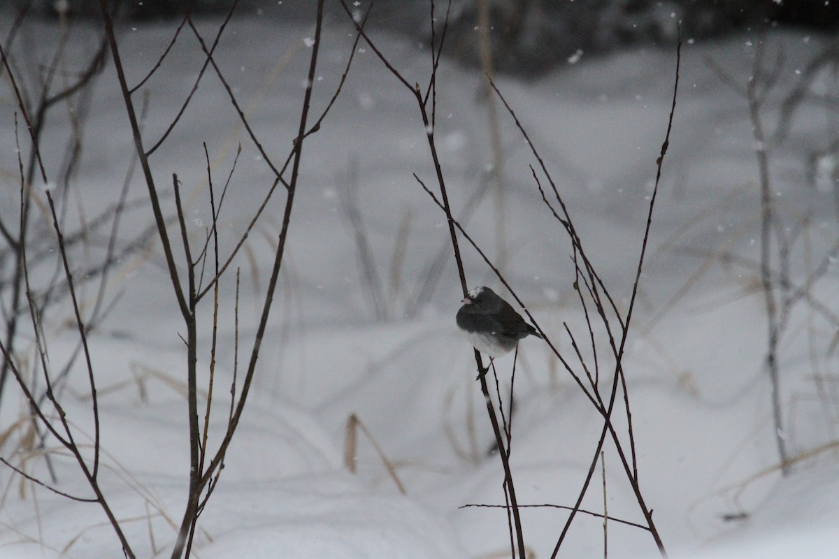 Dark-eyed Junco - ML210156761