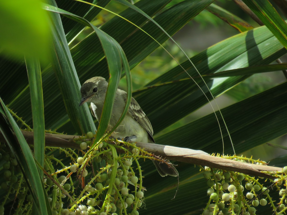 Caribbean Elaenia - ML210156771