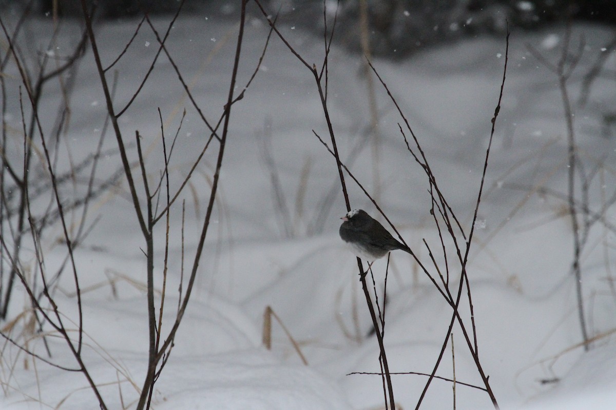 Dark-eyed Junco - ML210156801