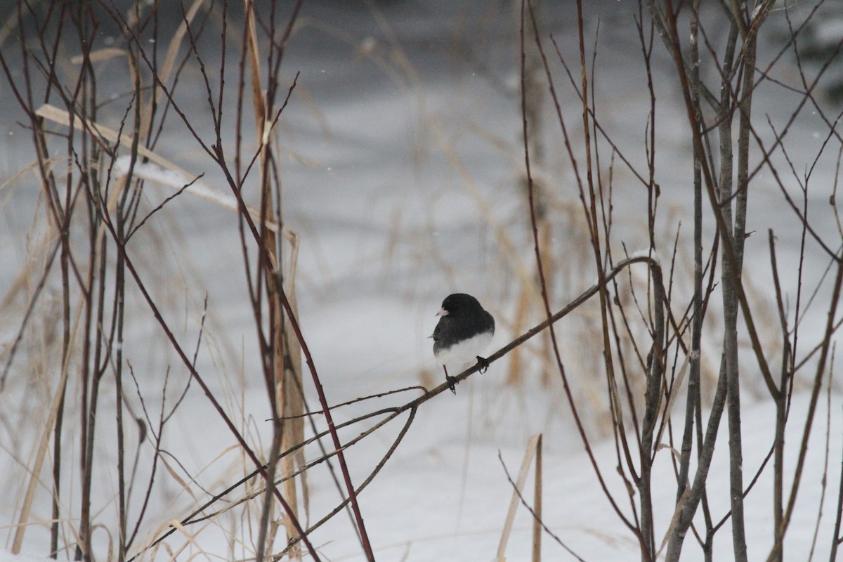 Dark-eyed Junco - ML210157011