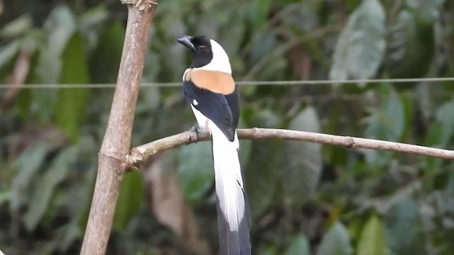 White-bellied Treepie - ML210158301