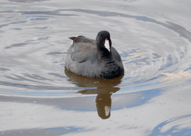 American Coot (Red-shielded) - David Waxler