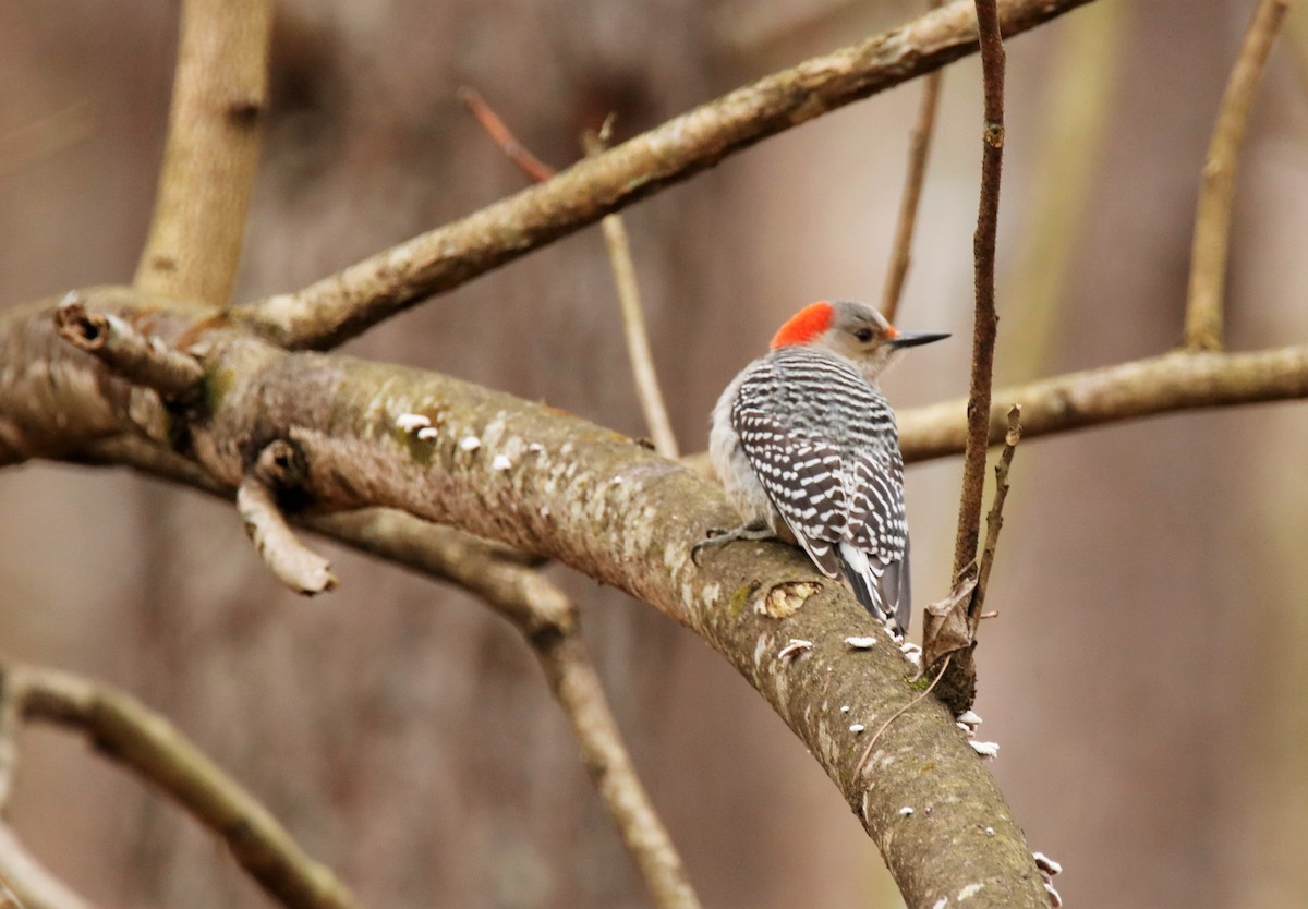 Red-bellied Woodpecker - ML210159401