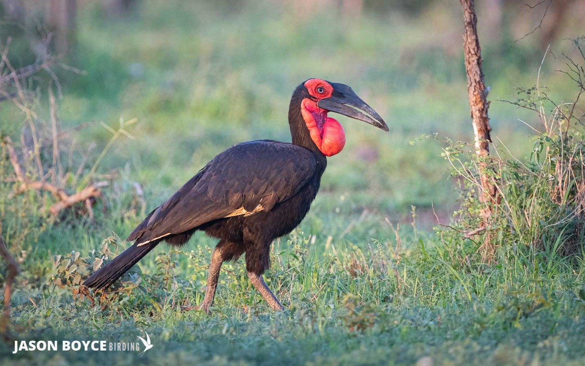 Southern Ground-Hornbill - ML210159871