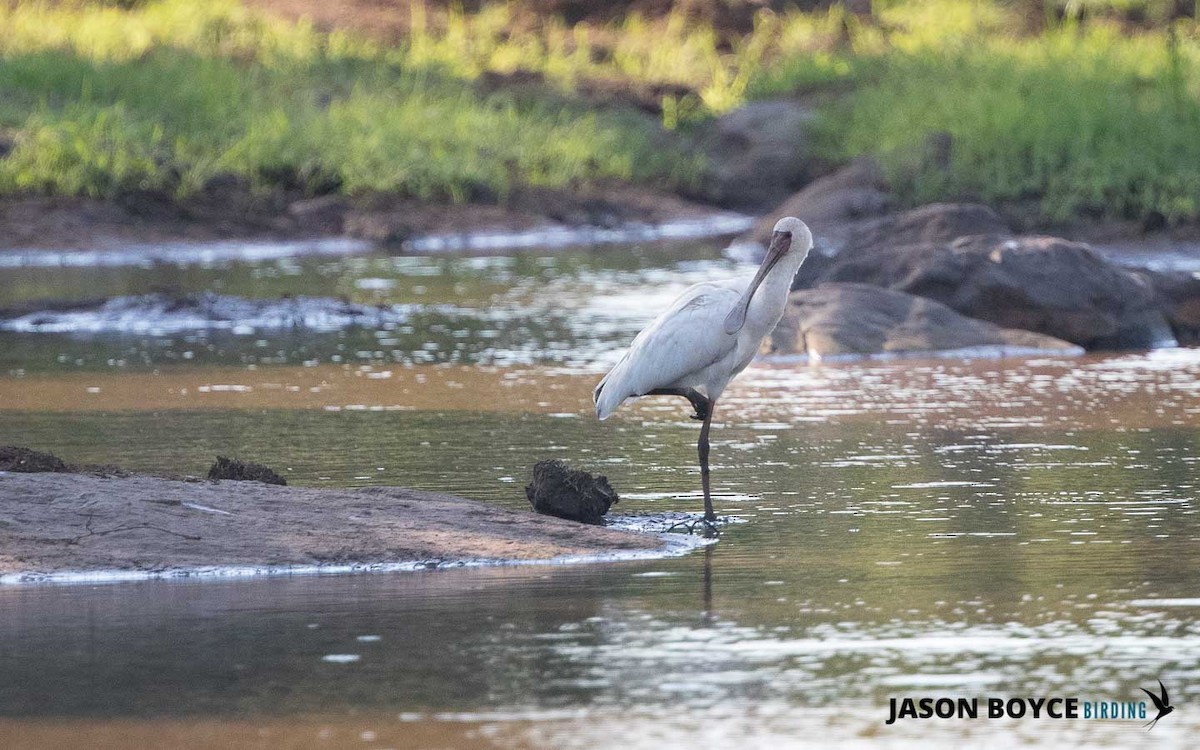 African Spoonbill - ML210160201