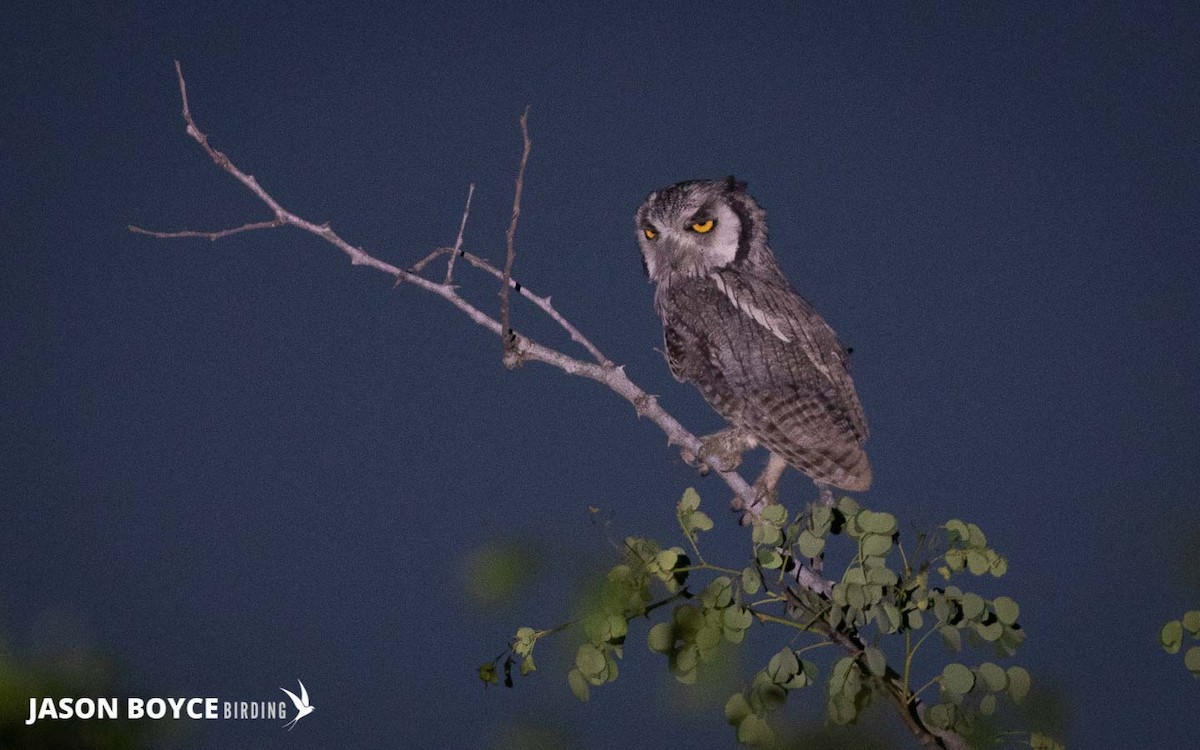 Southern White-faced Owl - ML210160301