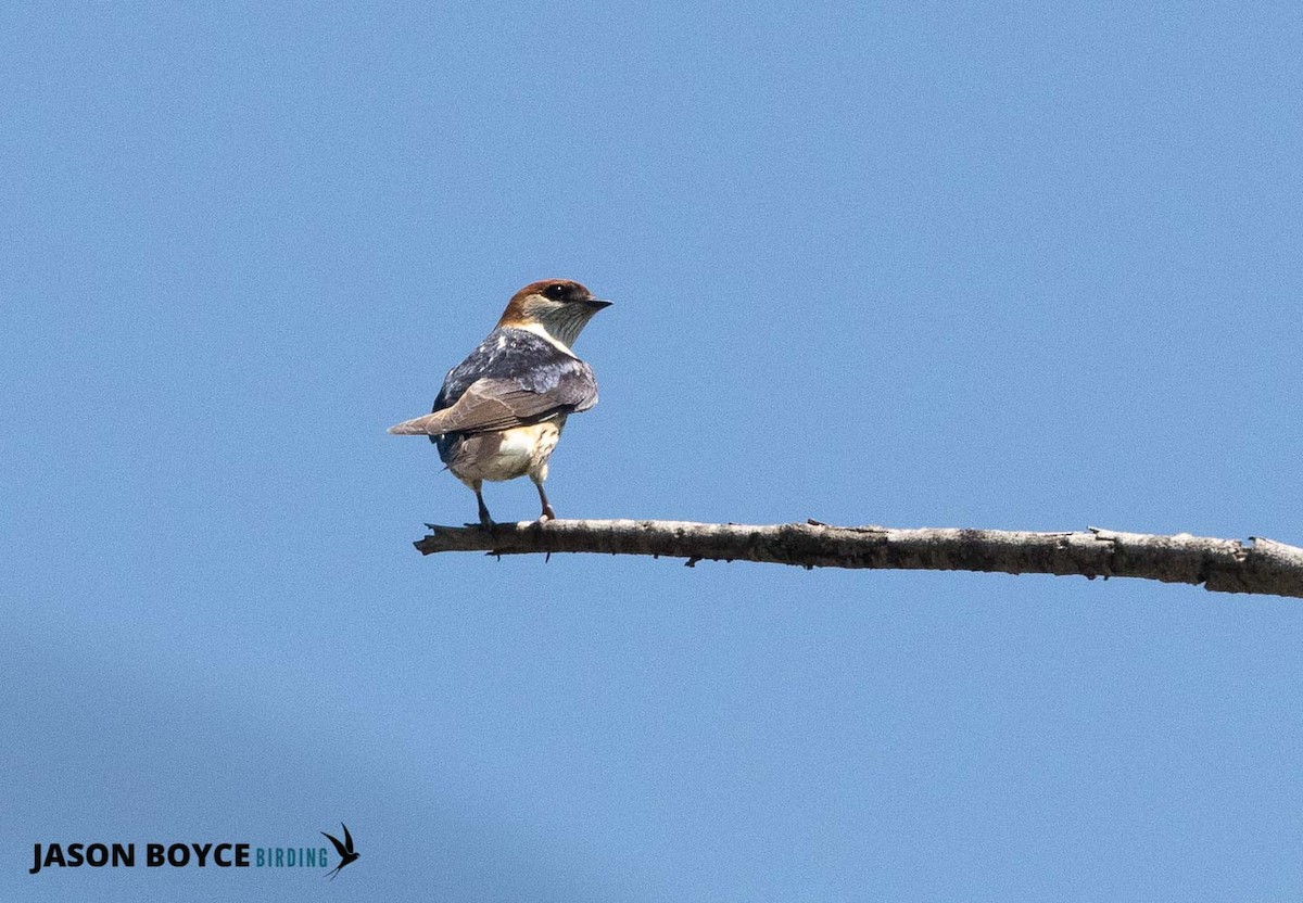 Greater Striped Swallow - ML210160561