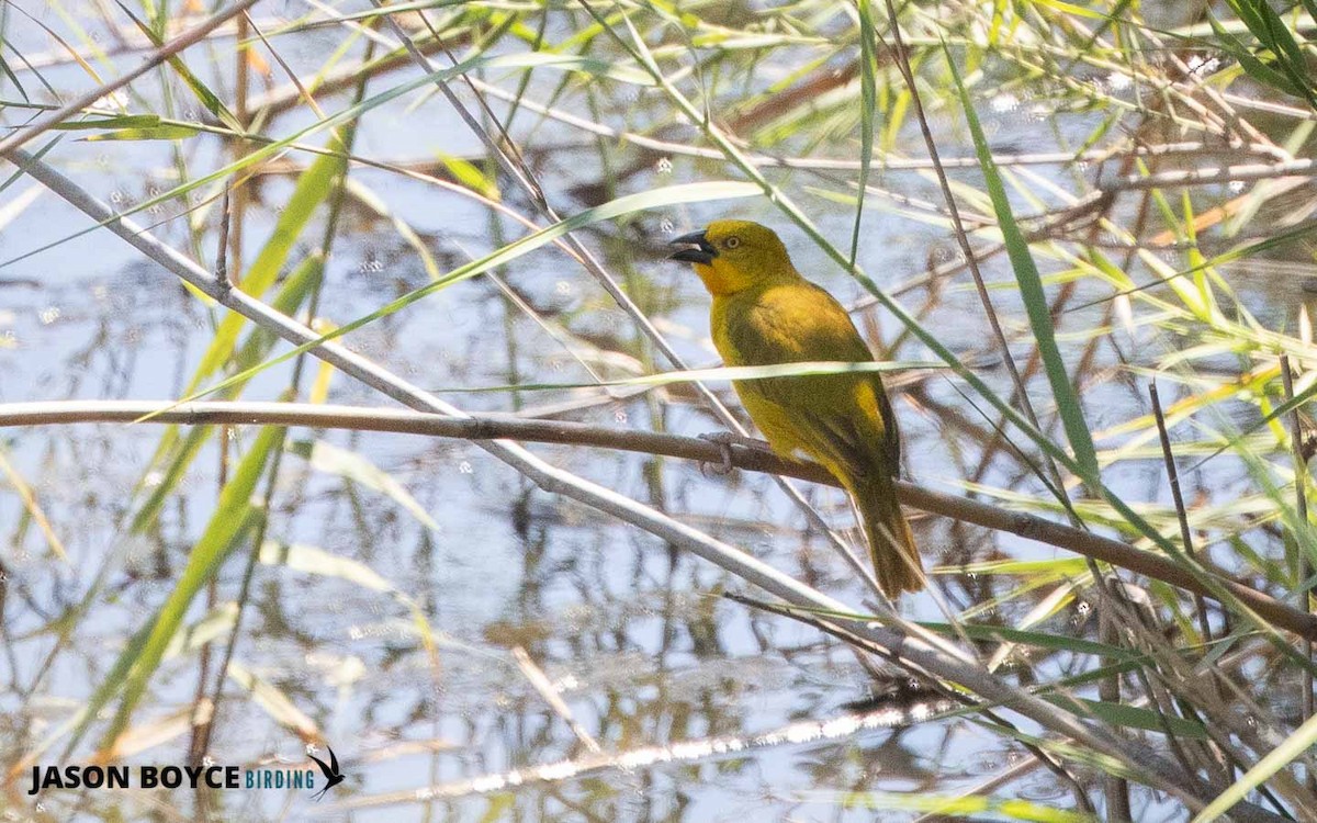Holub's Golden-Weaver - ML210160581