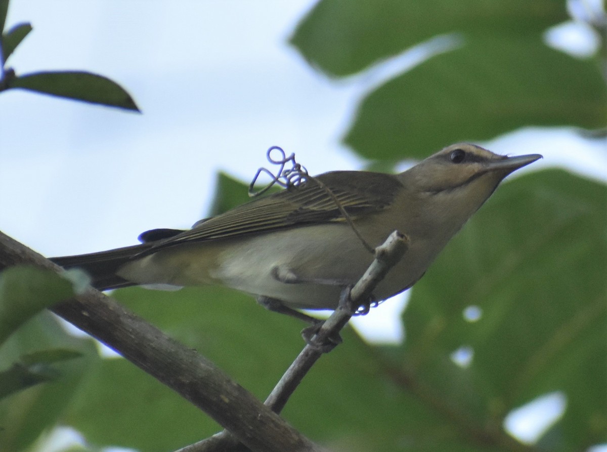 Black-whiskered Vireo - ML210160831