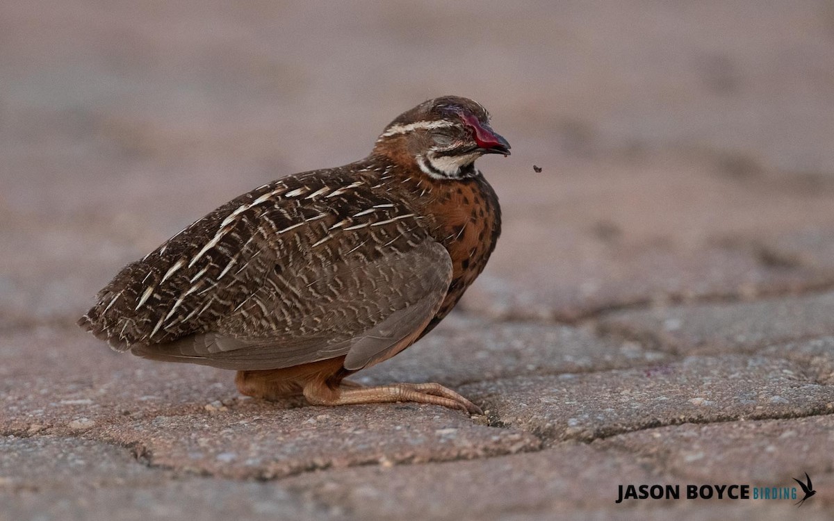 Harlequin Quail - ML210160901