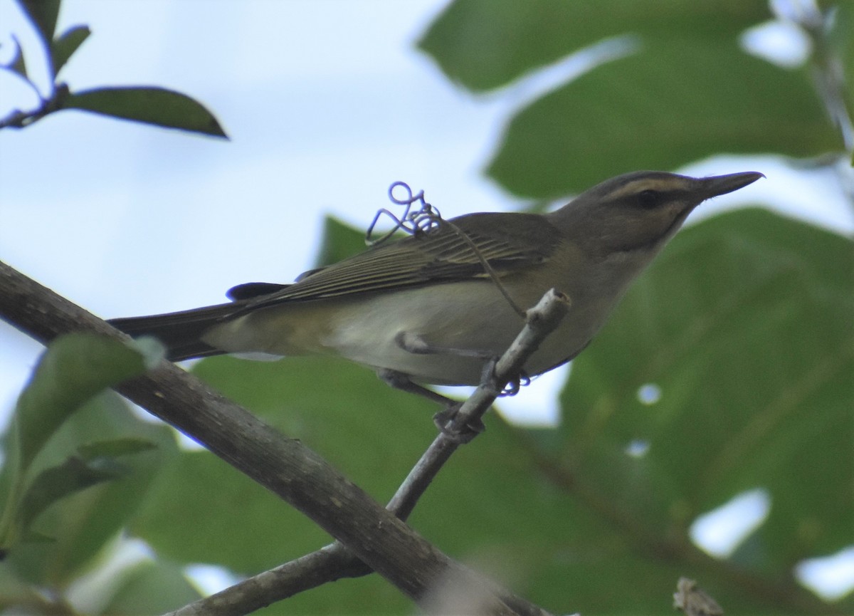 Black-whiskered Vireo - ML210160921