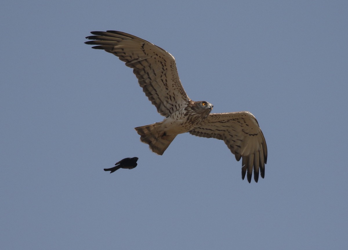 Short-toed Snake-Eagle - ML210160961