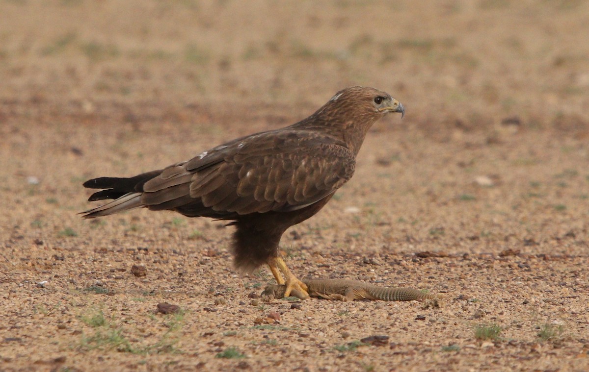 Long-legged Buzzard - ML210161361