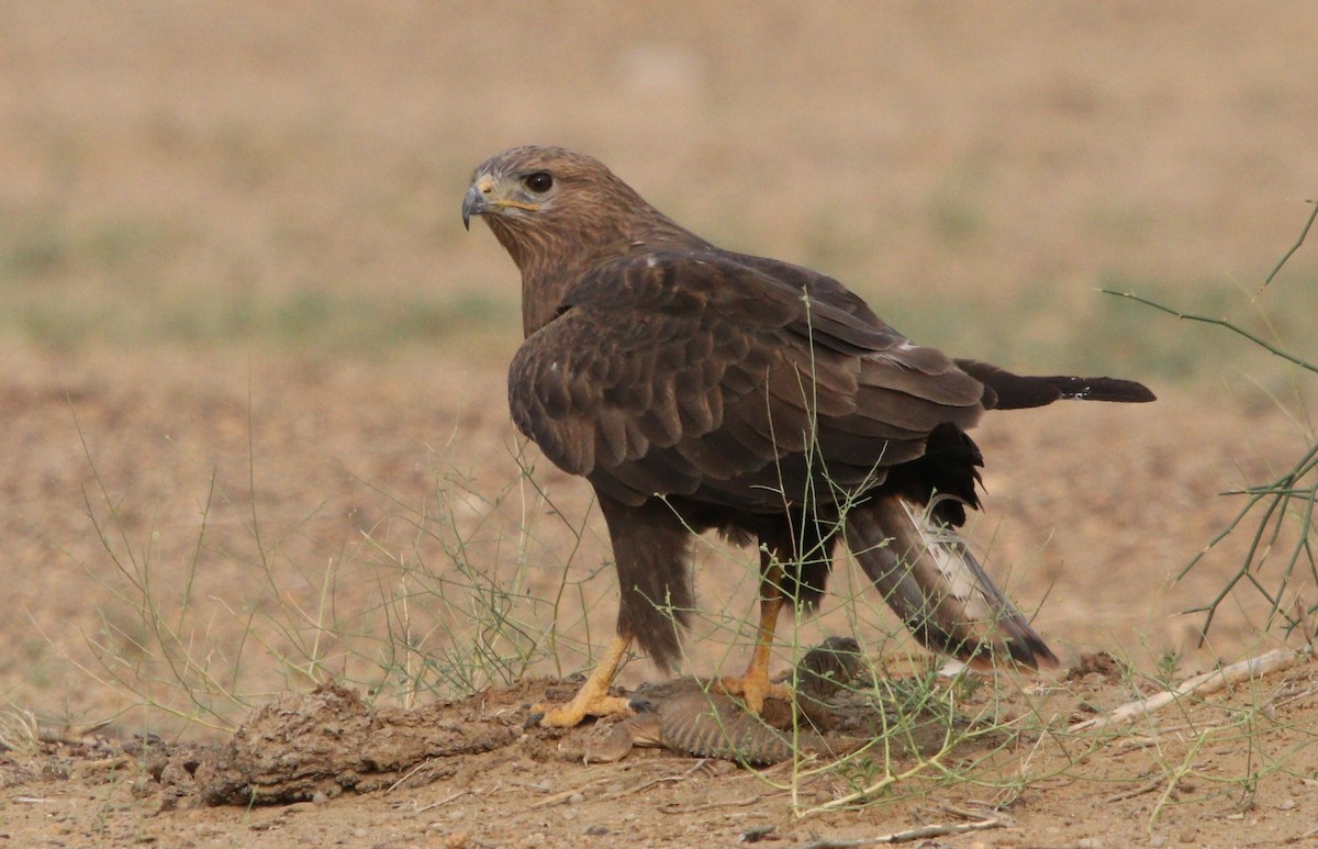 Long-legged Buzzard - ML210161371