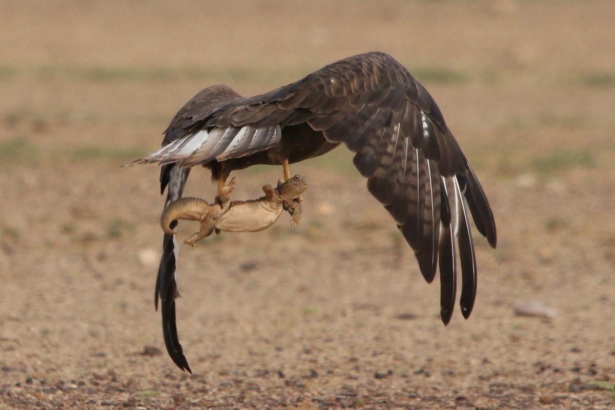 Long-legged Buzzard - ML210161391