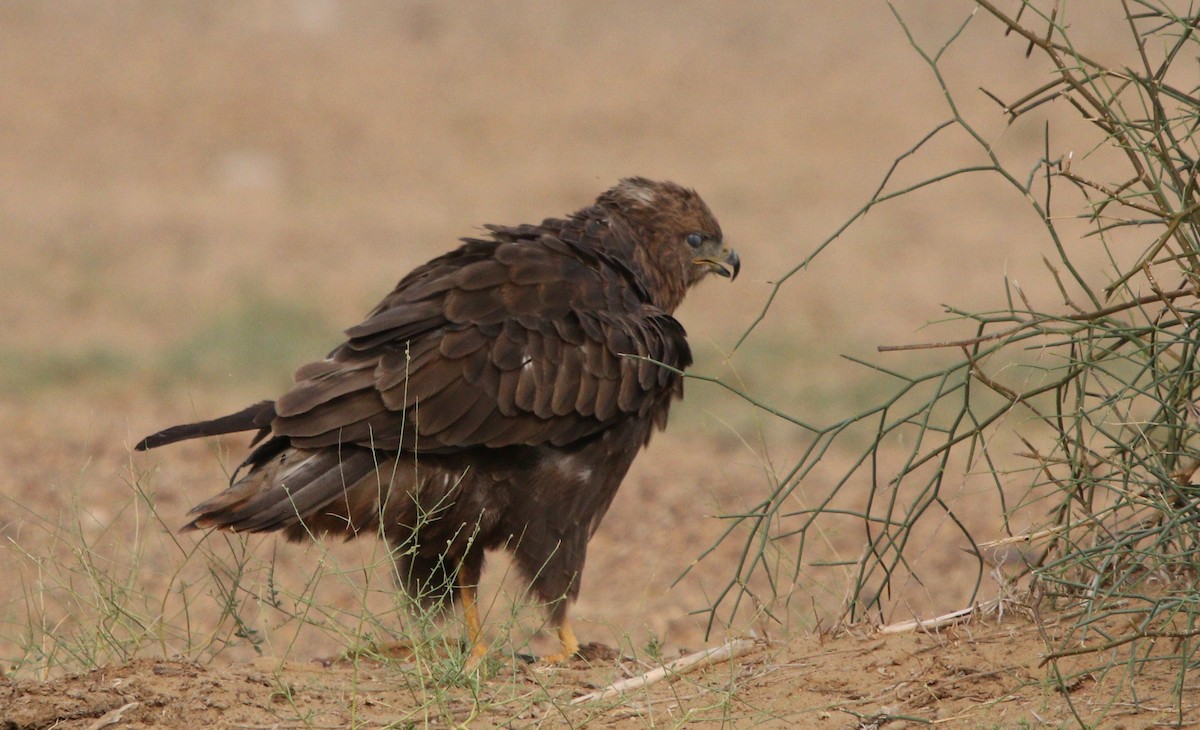 Long-legged Buzzard - ML210161401