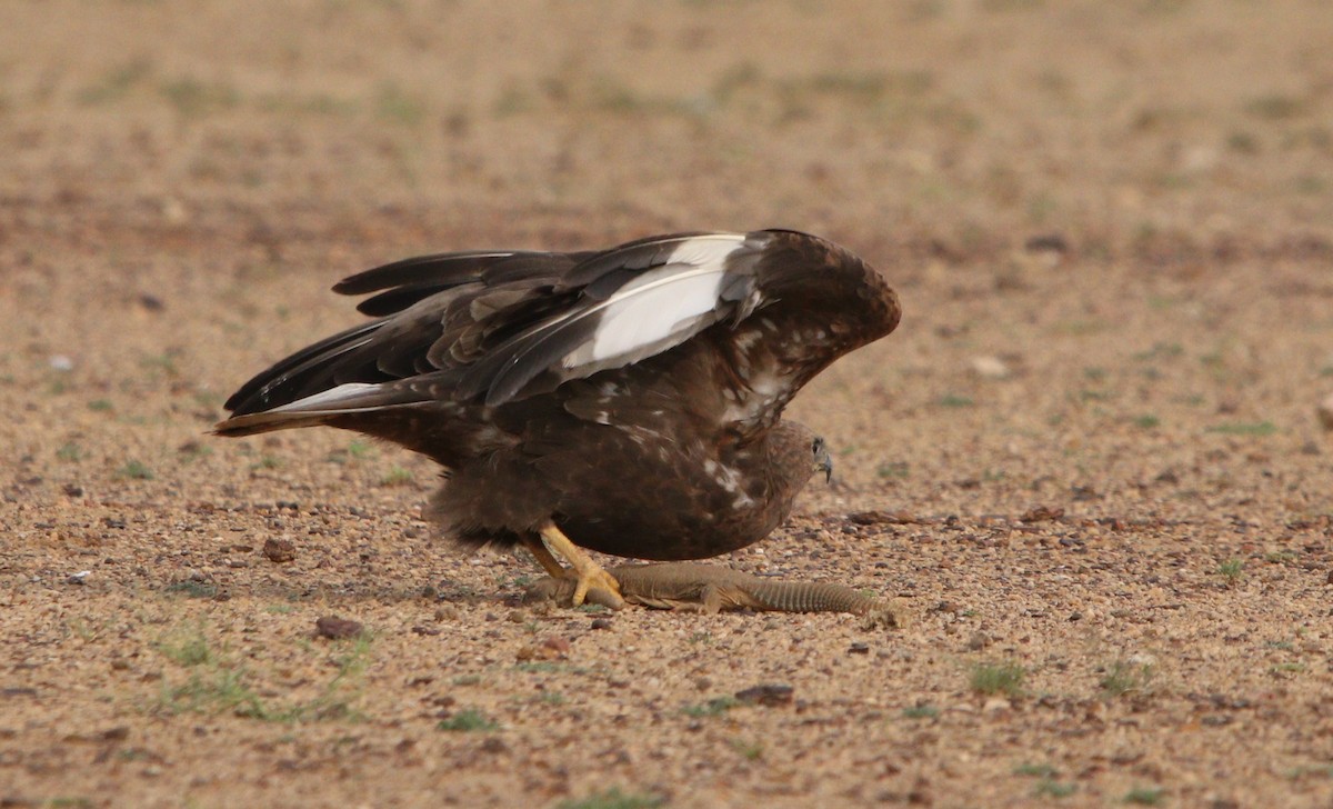 Long-legged Buzzard - ML210161421