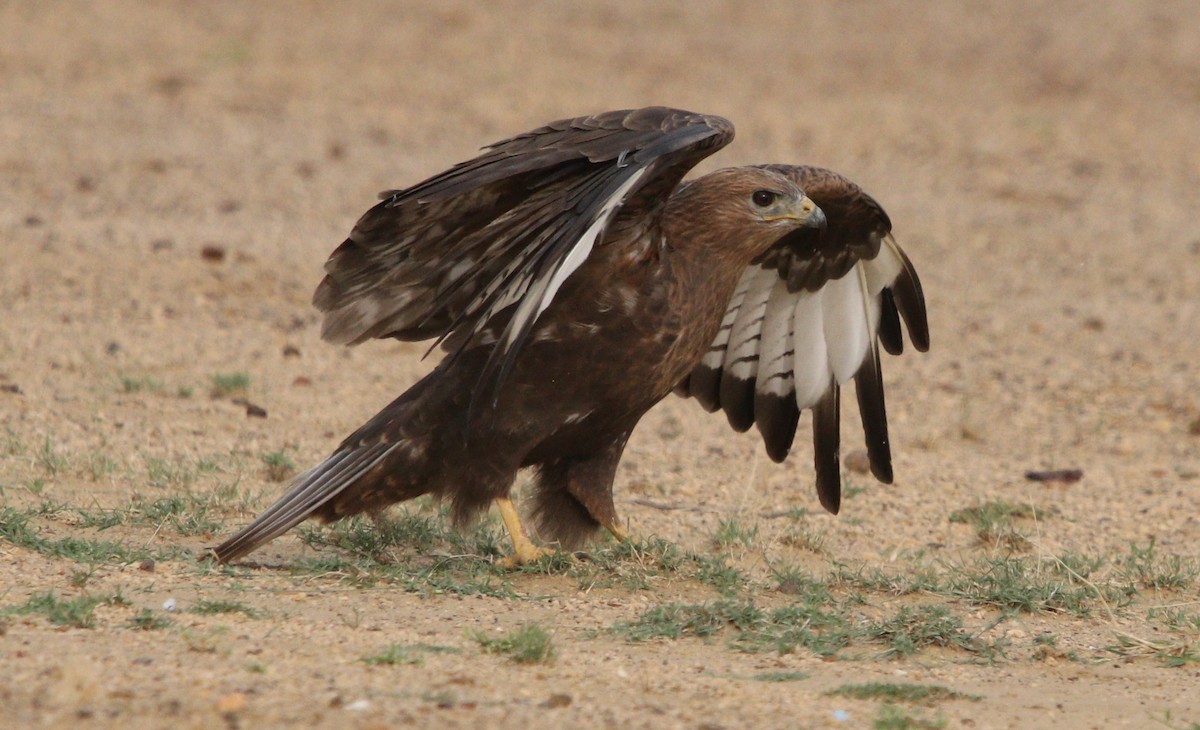 Long-legged Buzzard - ML210161441