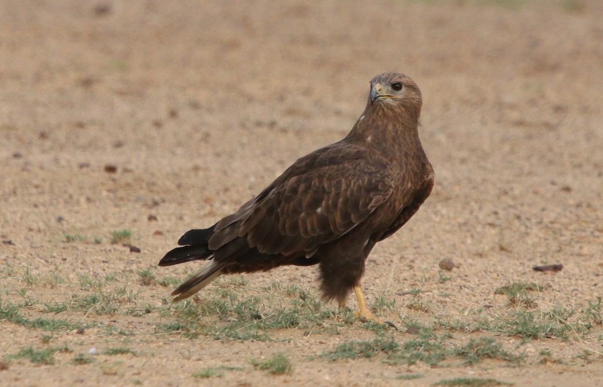 Long-legged Buzzard - ML210161461