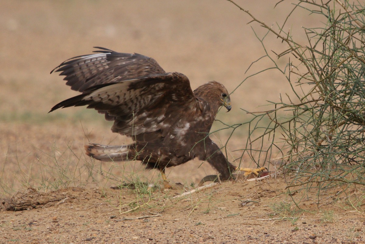 Long-legged Buzzard - ML210161511