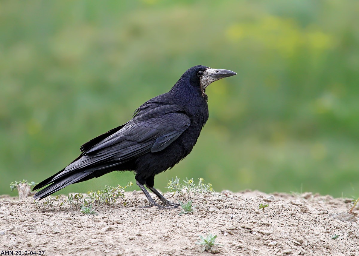 Rook - Asghar Mohammadi Nasrabadi