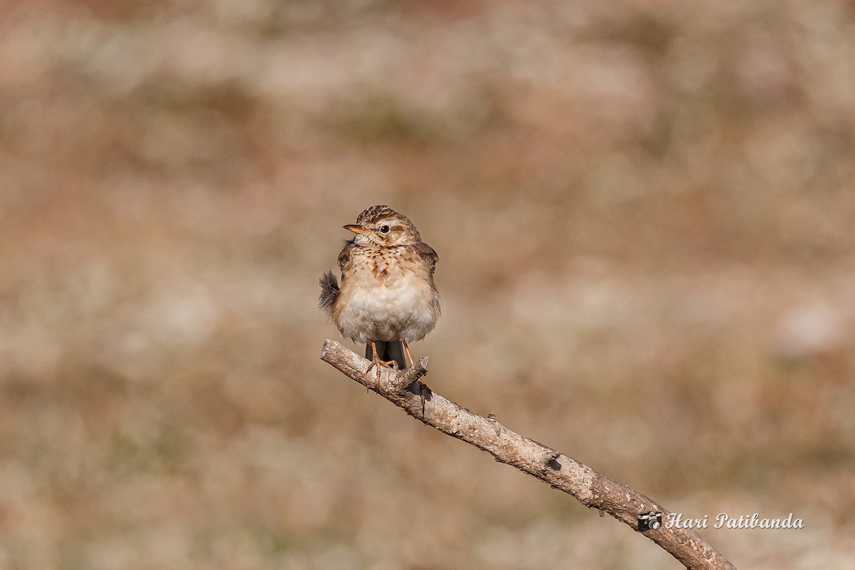 Indian Bushlark - Hari K Patibanda