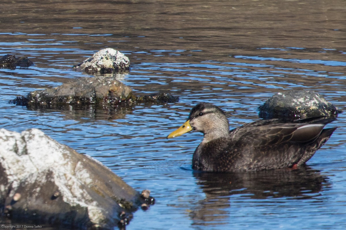 American Black Duck - ML210164421