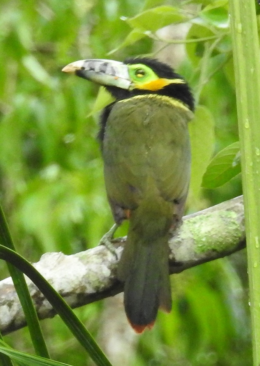 Spot-billed Toucanet - Cathryn Dippo