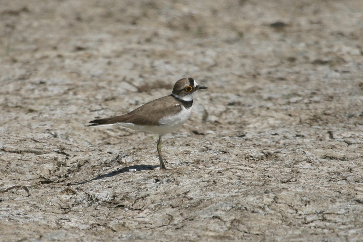 Little Ringed Plover - ML210168871