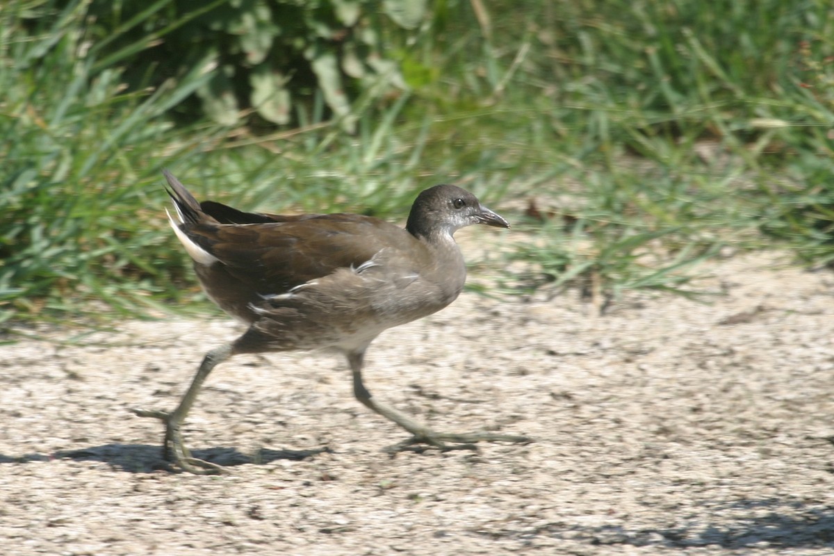 Eurasian Moorhen - ML210168881