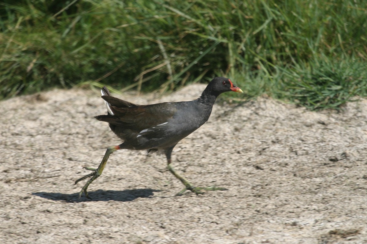 Eurasian Moorhen - ML210168891