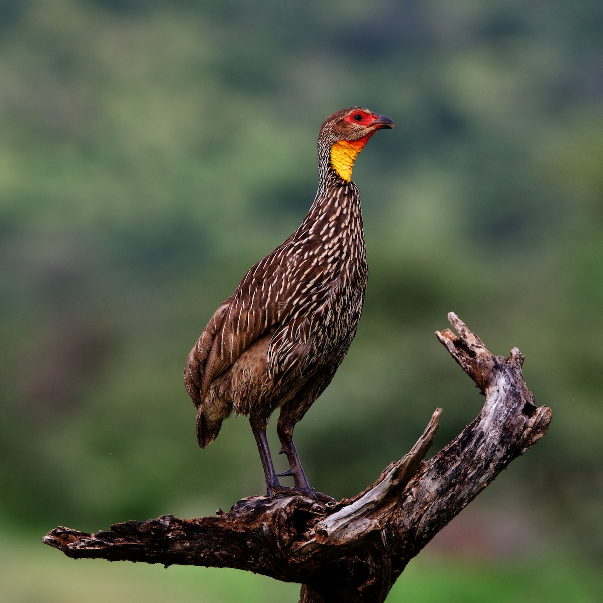 Yellow-necked Spurfowl - Peder Svingen