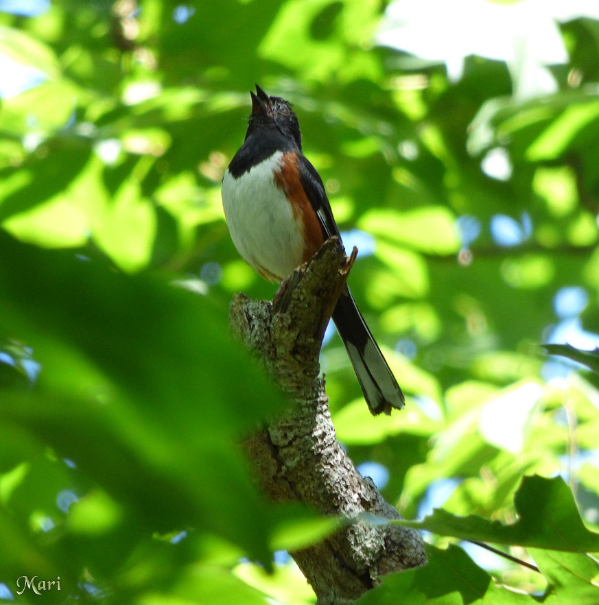 Eastern Towhee - ML210170761