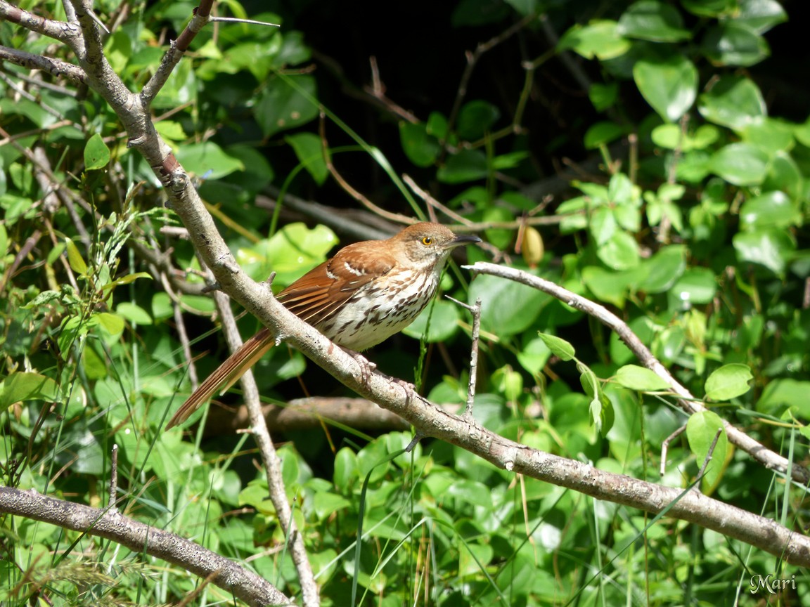 Brown Thrasher - ML210170771