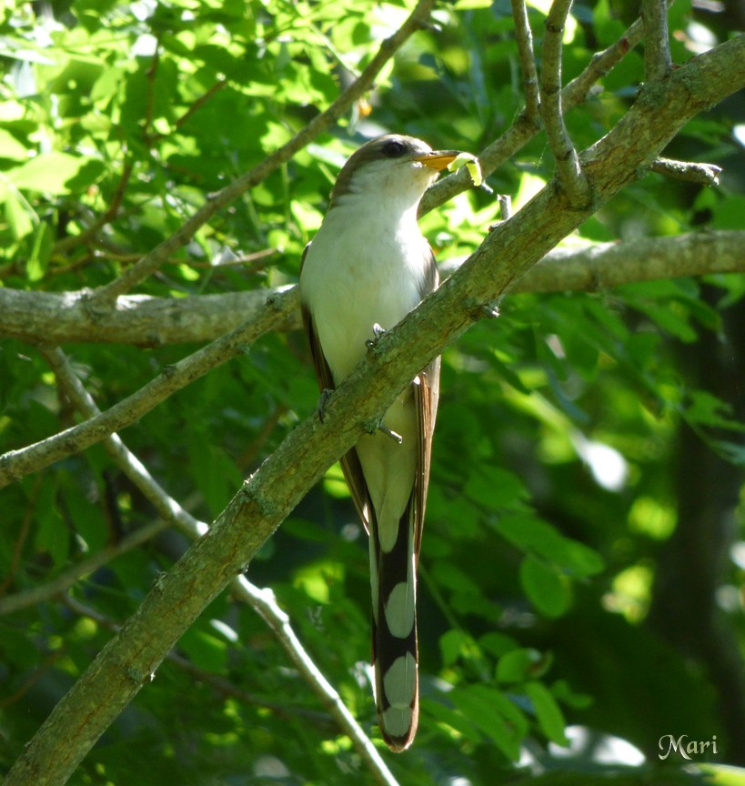 Yellow-billed Cuckoo - ML210170831