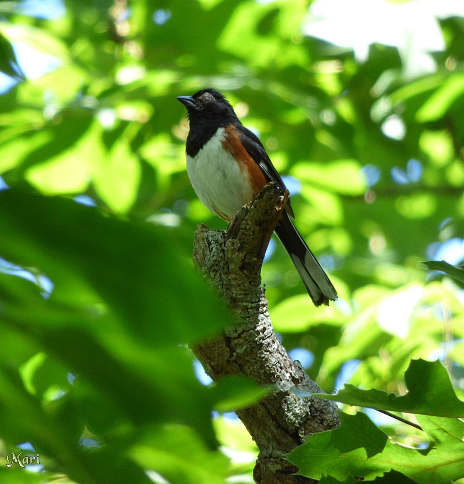 Eastern Towhee - ML210170851