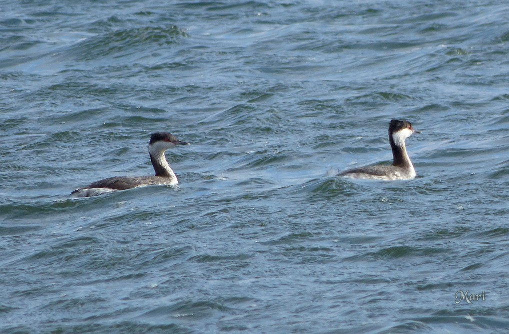 Horned Grebe - ML210171361