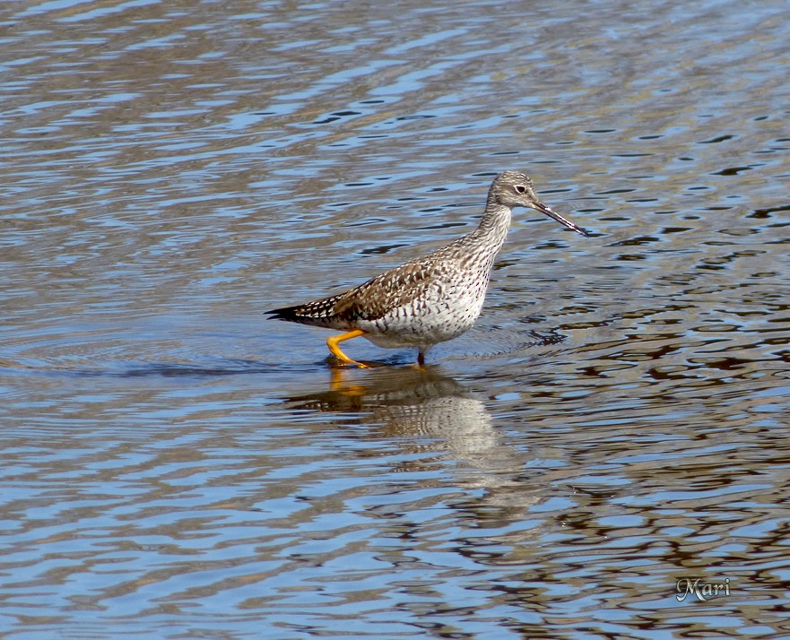 Greater Yellowlegs - ML210171511