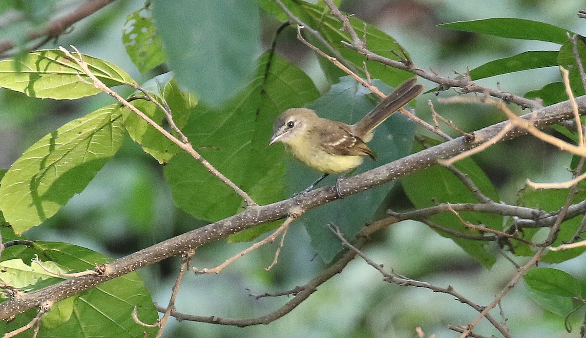 Pale-tipped Tyrannulet - Michael Woodruff