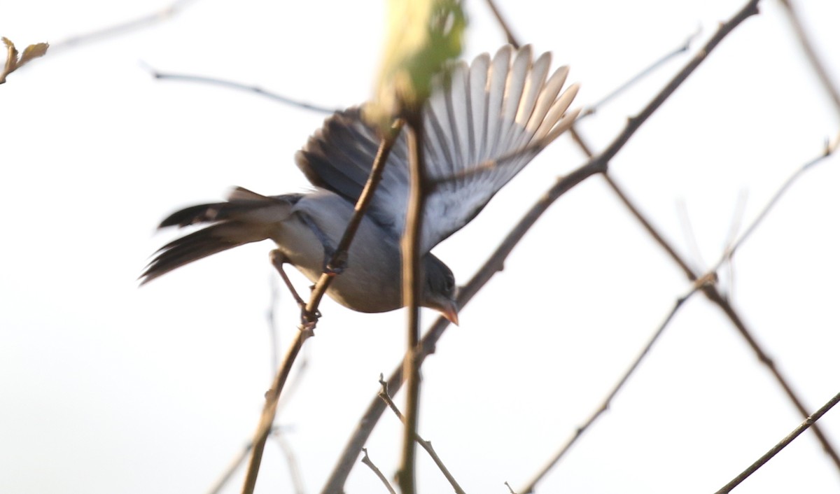 Pileated Finch - ML210173781