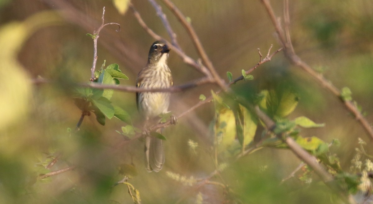 Streaked Saltator - Michael Woodruff