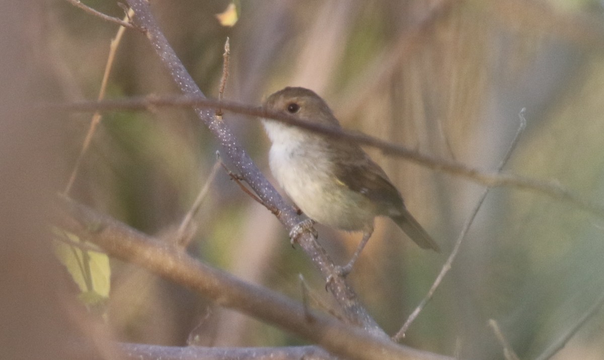 Fulvous-crowned Scrub-Tyrant - ML210173911