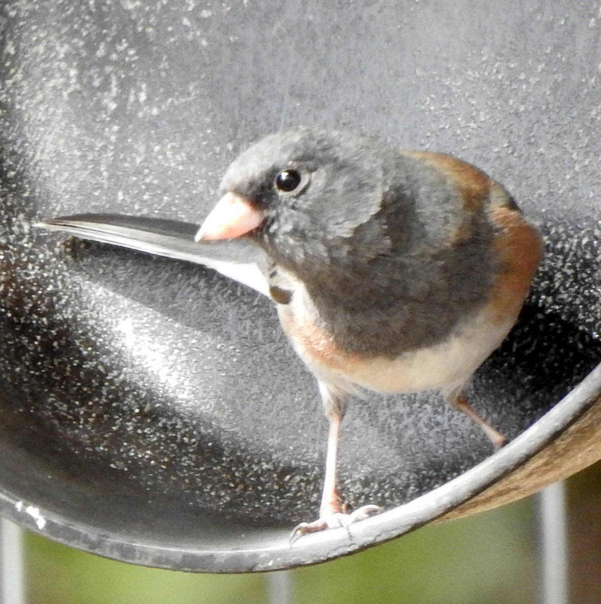 Junco ardoisé - ML210174481