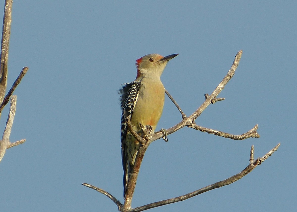 Red-bellied Woodpecker - Kerry Ross
