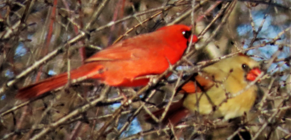 Cardinal rouge - ML210178491