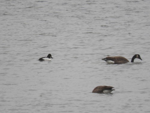 Common Goldeneye - ML21017991