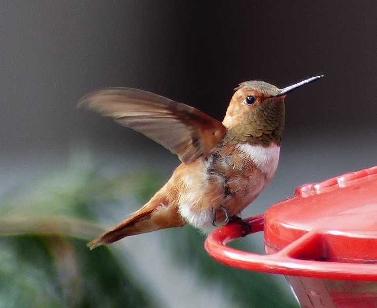 Rufous Hummingbird - Mike Slater