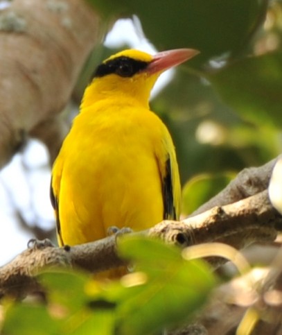 Black-naped Oriole - ML210183021